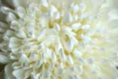 白色菊花花关闭模糊照片