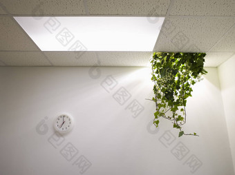 植物挂天花板被遗弃的办公室