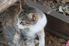 灰色橙色猫高质量照片