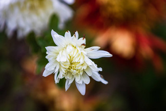 关闭白色菊花花溶胶化花园