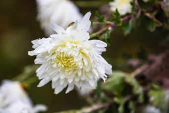 关闭白色菊花花溶胶化花园