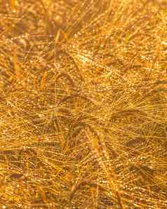 日出农业场金耳朵成熟的黑麦