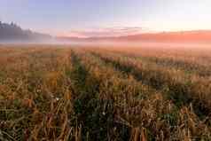 《暮光之城》农业场雾路径金黑麦