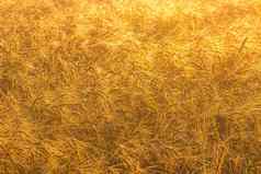 日出农业场金耳朵成熟的黑麦