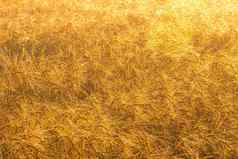 日出农业场金耳朵成熟的黑麦覆盖露水早期早....眩光太阳反映了滴