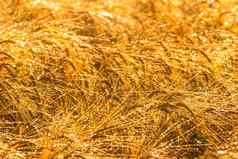 日出农业场金耳朵成熟的黑麦覆盖露水早期早....眩光太阳反映了滴