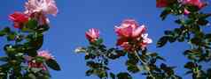低角视图粉红色的玫瑰盛开的清晰的天空