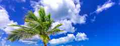 棕榈树蓝色的天空云背景