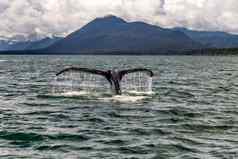 鲸鱼的好不断上升的水阿拉斯加