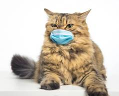 强调猫医疗面具保护脸面具动物