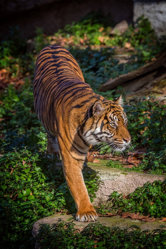 亚洲老虎巴塞罗那动物园西班牙
