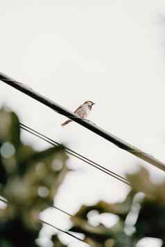 麻雀鸟电线白色背景