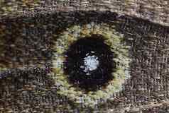 蝴蝶翼棕色（的）森林鸟翼眼睛