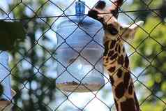 动物自然照片美泉宫动物园维也纳