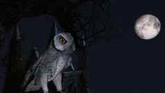 猫头鹰坐在不动树蓝色的月光陵墓
