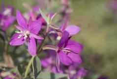 关闭盛开的粉红色的花willowherbchamaenerion安古斯替弗卢姆杂草伟大的willowherb夹竹桃willowherb散景模糊绿色背景复制空间