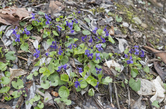 森林地面覆盖春天紫罗兰色的花违反了odorata木紫罗兰色的甜蜜的紫罗兰色的绿色叶子