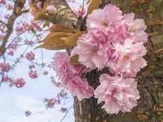 关闭盛开的粉红色的樱花樱桃开花日本樱桃巴德花李属serrulata分支软焦点自然散景花背景