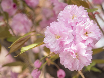 关闭盛开的粉红色的<strong>樱花</strong>樱桃开花<strong>日本</strong>樱桃巴德花李属serrulata嫩枝软焦点自然散景花背景