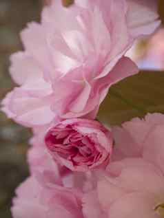 关闭盛开的粉红色的樱花樱桃开花日本樱桃巴德李属serrulata软焦点自然花背景