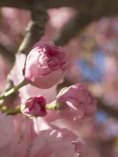 关闭盛开的粉红色的樱花樱桃开花日本樱桃巴德李属serrulata软焦点自然花背景
