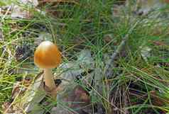 新鲜的橙色白色蘑菇日益增长的橡木叶子森林草
