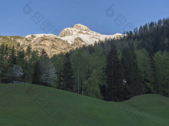 绿色春天草地高座位盛开的树森林雪覆盖山峰stubai谷诺斯蒂夫特入住提洛尔奥地利阿尔卑斯山脉