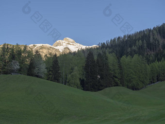 绿色春天草地高座位盛开的树森林雪覆盖山峰stubai谷诺斯蒂夫特<strong>入住</strong>提洛尔奥地利阿尔卑斯山脉