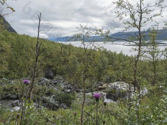 拉普兰自然孔斯莱登徒步旅行小道akkajaure湖绿色山岩石巨石秋天彩色的灌木桦木树粉红色的蓟雾云