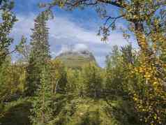 视图山峰skierfesarek国家公园瑞典桦木云杉树森林早期秋天颜色蓝色的天空白色云