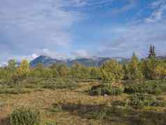 视图山sarek国家公园瑞典桦木云杉树森林早期秋天颜色蓝色的天空白色云