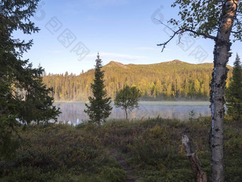 美丽的早....日出湖Sjabatjakjaure阴霾雾瑞典拉普兰自然山桦木树云杉森林岩石巨石草天空云清晰的水