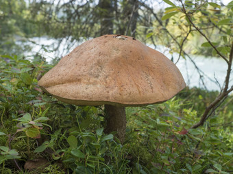 大关闭桦木牛肝菌莱奇纳姆scabrumrough-stemmed牛肝菌黑星病茎棕色（的）杯蘑菇日益增长的秋天拉普兰森林