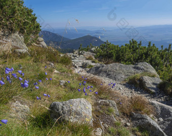 视图塔特拉山山小道岩石巨石蓝色的贝尔花松树松柏科的森林山蓝色的天空塔特拉山山夏天斯洛伐克