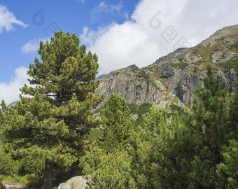 美丽的锋利的山山峰松树徒步旅行路线小道标志高基山斯洛伐克晚些时候夏天阳光明媚的一天蓝色的天空背景