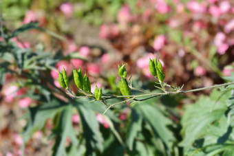 高山<strong>飞燕</strong>草太平洋巨大的