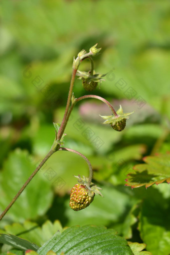 野生草莓