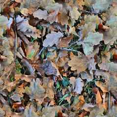 照片现实的无缝的纹理模式秋天叶子