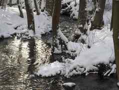 雪覆盖森林水流溪树分支机构石头田园冬天景观金小时太阳光