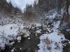 雪覆盖森林水流溪树分支机构石头田园冬天景观金小时太阳光