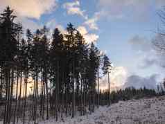 高云杉树雪覆盖森林景观雪树分支机构田园冬天景观黄昏橙色日落云蓝色的天空