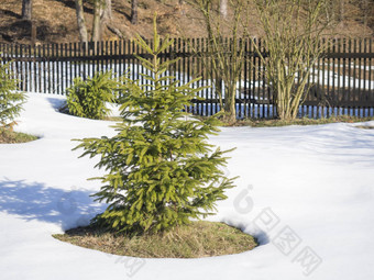 小生动的绿色年轻的云杉树白色雪冬天阳光明媚的一天木栅栏背景冬天景观