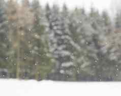 模糊冬天云杉树福勒斯特下雪背景降雪