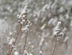 关闭植物茎叶片干草覆盖雪摘要