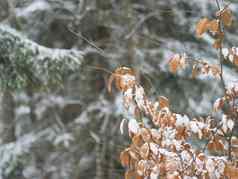 关闭雪覆盖橙色年龄叶子云杉树分支