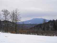 冬天森林农村雪覆盖景观树山