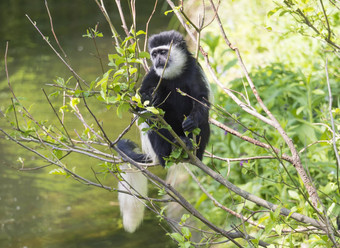 年轻的婴儿披着斗篷的guereza猴子命名疣猴guereza吃树叶子攀爬树分支水自然阳光复制空间