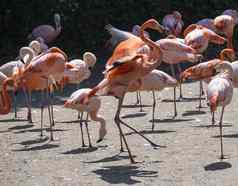 集团红色的粉红色的火烈鸟站污垢智利火烈鸟phoenicopterus智利美国火烈鸟phoenicopterus红色的