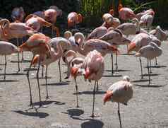 集团红色的粉红色的火烈鸟站污垢智利火烈鸟phoenicopterus智利美国火烈鸟phoenicopterus红色的