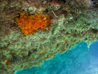 橙色太阳珊瑚